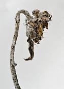zonnebloem 02-2011 3993